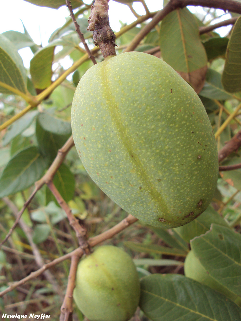 پریتاسا کامپستریس